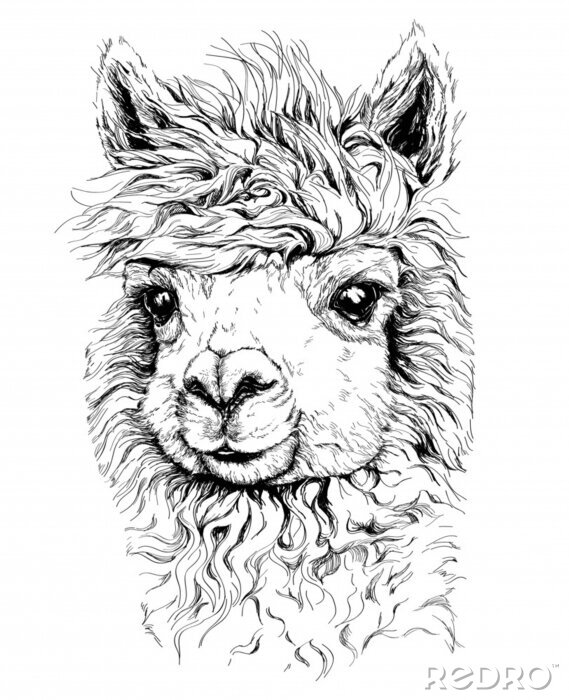 Sticker Zwart-wit alpacahoofd