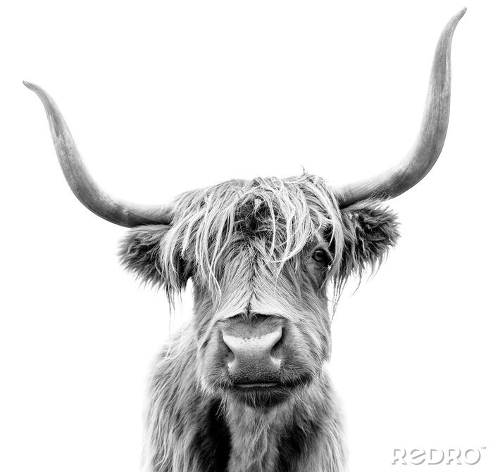 Sticker Zwart-wit foto van een langharige Schotse koe