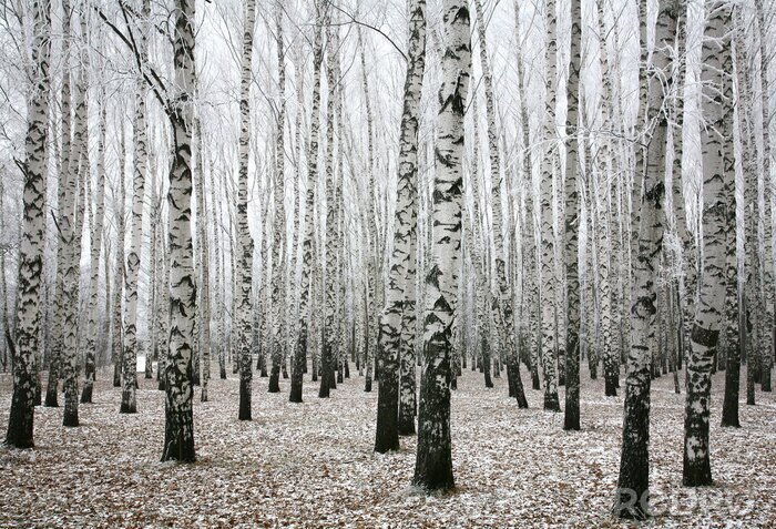 Sticker Zwart-wit motief met berken