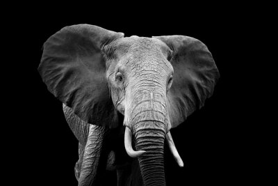 Zwart-wit motief met olifant