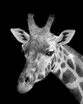 Zwart-wit Portret van de giraf