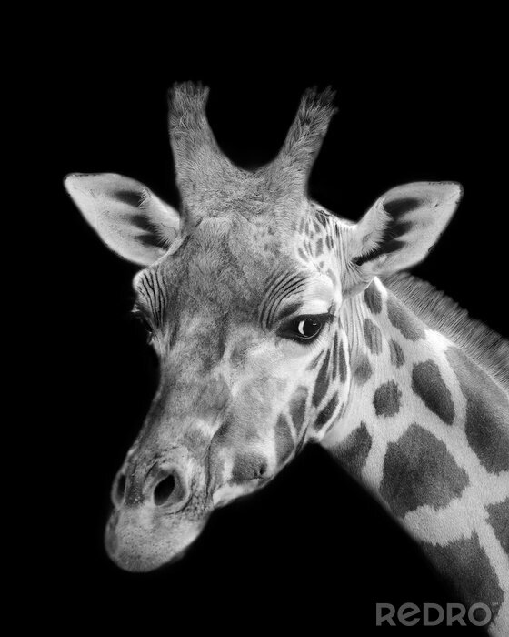 Sticker Zwart-wit Portret van de giraf