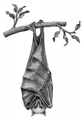 Sticker Zwart-wit tekening met een hangende vleermuis