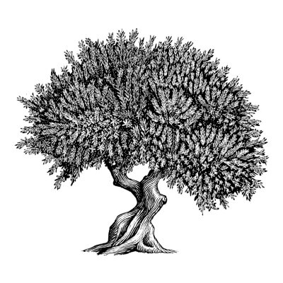 Sticker Zwart-wit tekening van een dichte olijfboom