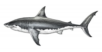 Sticker Zwart-wit tekening van een haai