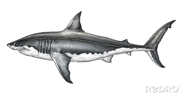 Sticker Zwart-wit tekening van een haai