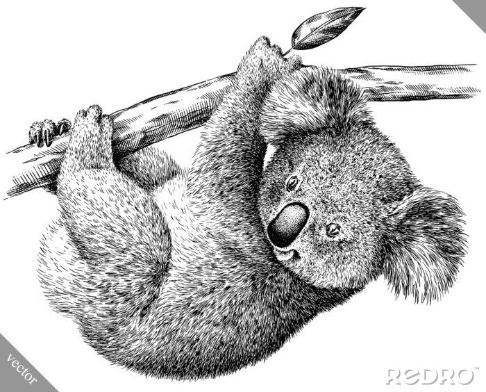 Sticker Zwart-wit tekening van een koalabeer
