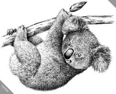 Sticker Zwart-wit tekening van een koalabeer