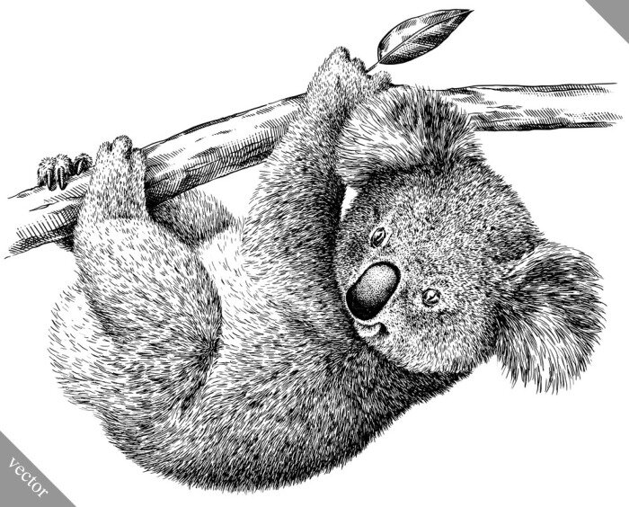 Sticker Zwart-wit tekening van een koalabeer