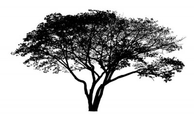 Sticker Zwart-wit tekening van een zich verspreidende boom