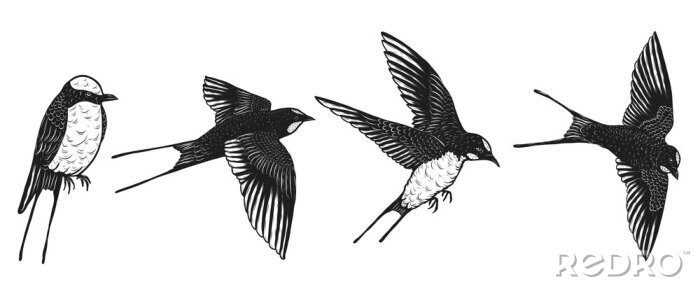 Sticker Zwart-wit tekening van zwaluwen in verschillende poses