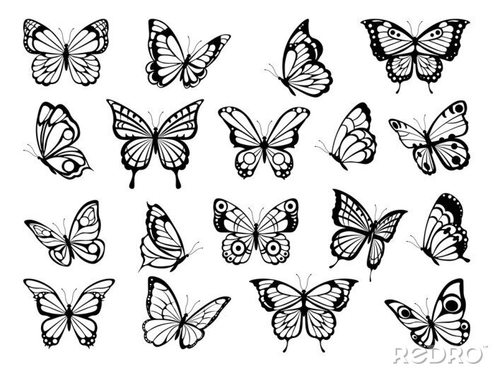 Sticker Zwart-wit wedstrijden van vlinders van verschillende soorten