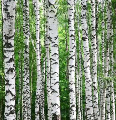 Zwart-witte berken op een groene achtergrond