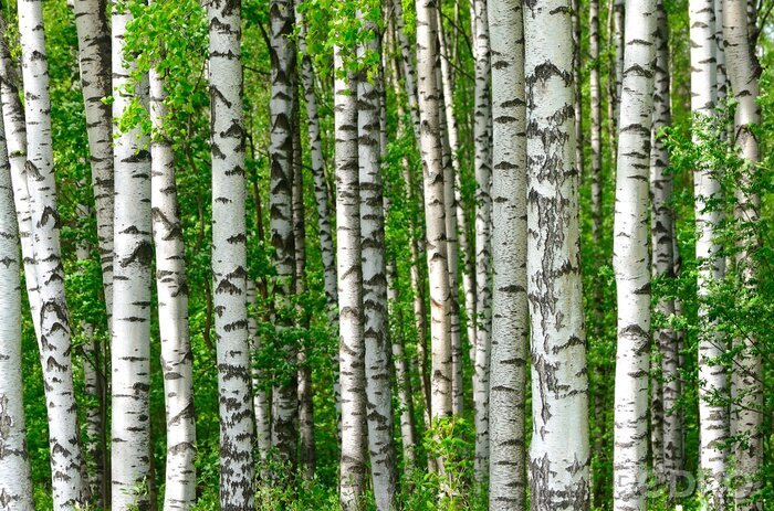 Sticker Zwart-witte berkenstammen