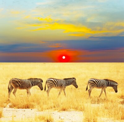 Zwart-witte dieren en zonsondergang