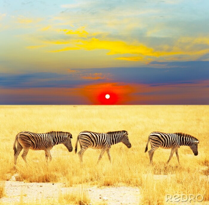 Sticker Zwart-witte dieren en zonsondergang