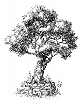 Zwart-witte schets van een olijfboom