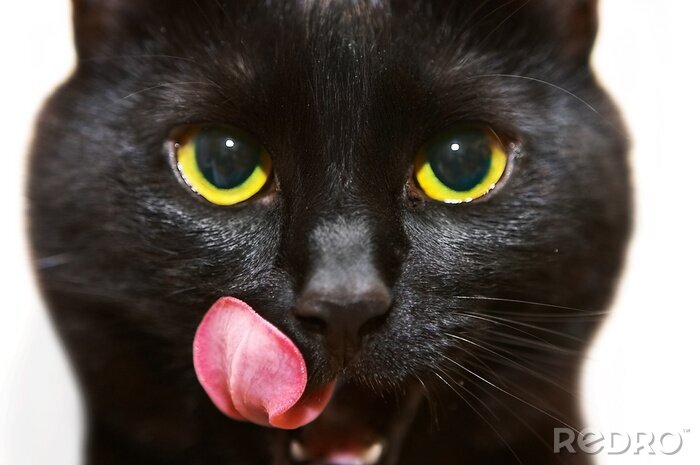 Sticker zwarte kat
