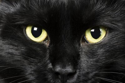 Zwarte kat met gele ogen