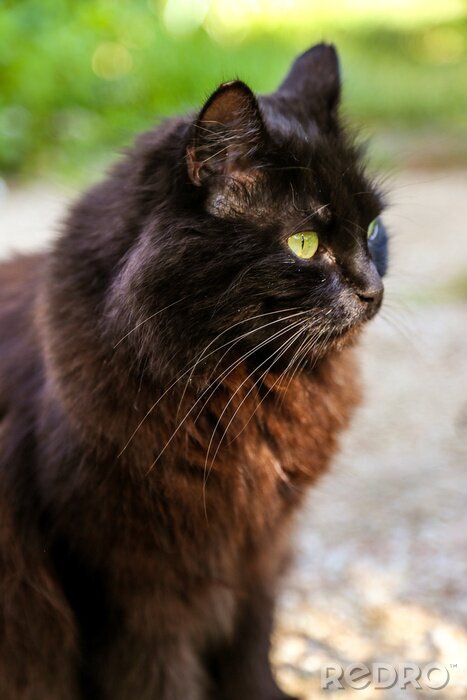 Sticker Zwarte kattenkat met groene ogen buiten