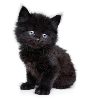 Sticker Zwarte kleine kitten zitten, witte achtergrond