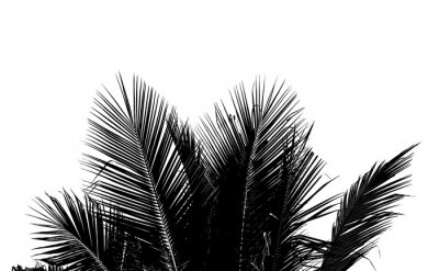 Sticker Zwarte palmbladeren met slanke vormen