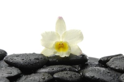 Sticker zwarte stenen en orchidee met reflectie