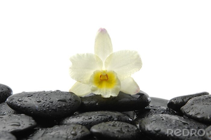 Sticker zwarte stenen en orchidee met reflectie