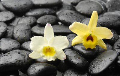 zwarte stenen en roze orchidee