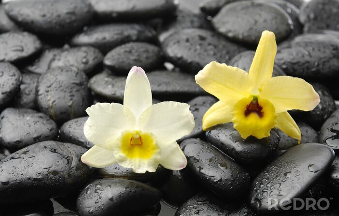Sticker zwarte stenen en roze orchidee