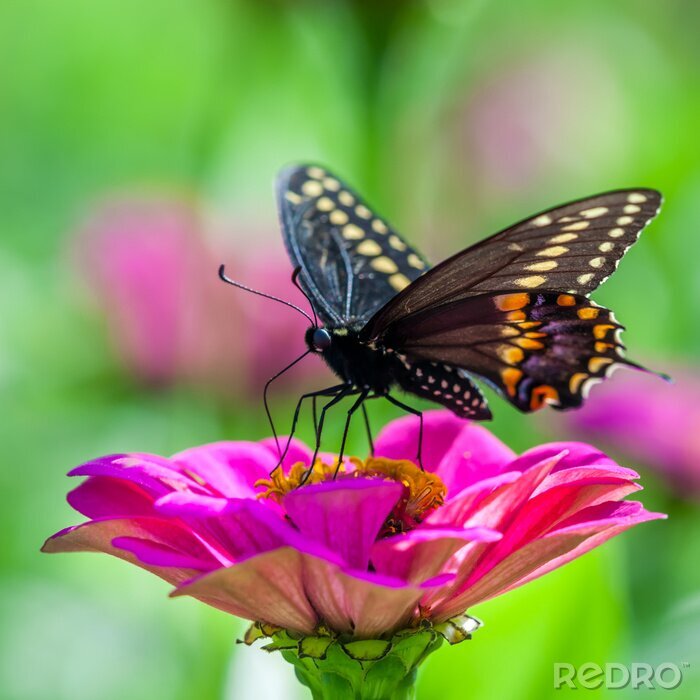 Sticker Zwarte vlinder op een roze bloem