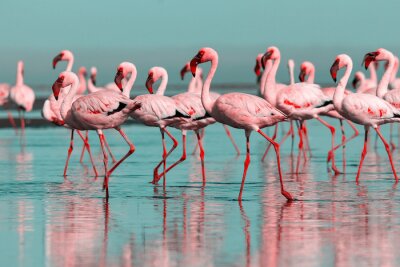 Sticker Zwerm Afrikaanse flamingo's