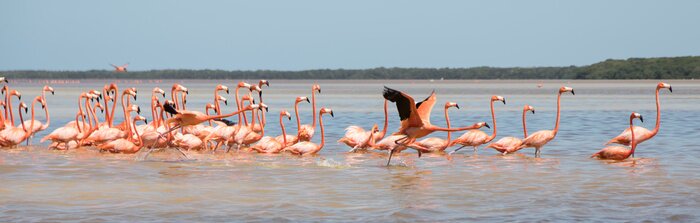 Sticker Zwerm flamingo's in Mexico